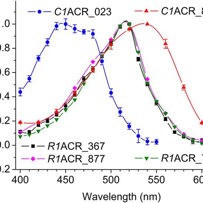 The expanding family of natural anion channelrhodopsins reveals large variations in kinetics, conductance, and spectral sensitivity