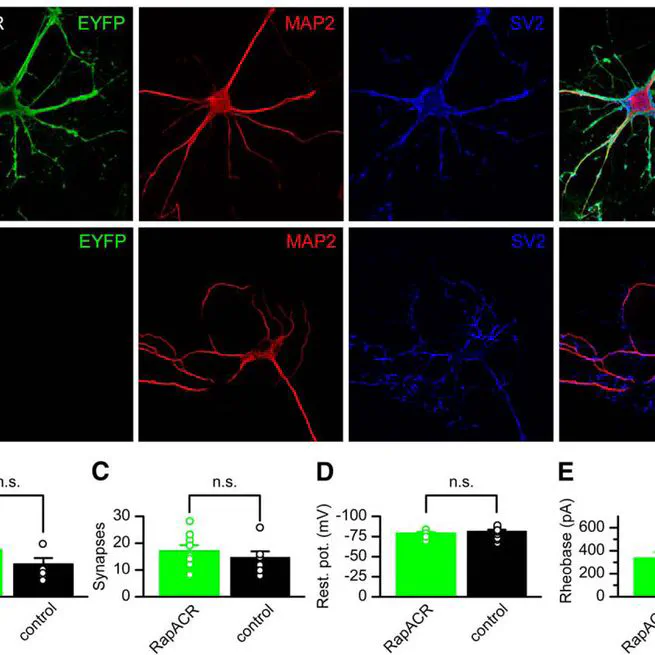 Extending the time domain of neuronal silencing with cryptophyte anion channelrhodopsins