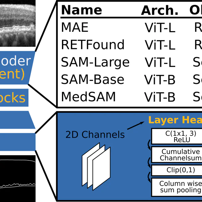 Foundation Models Permit Retinal Layer Segmentation Across OCT Devices